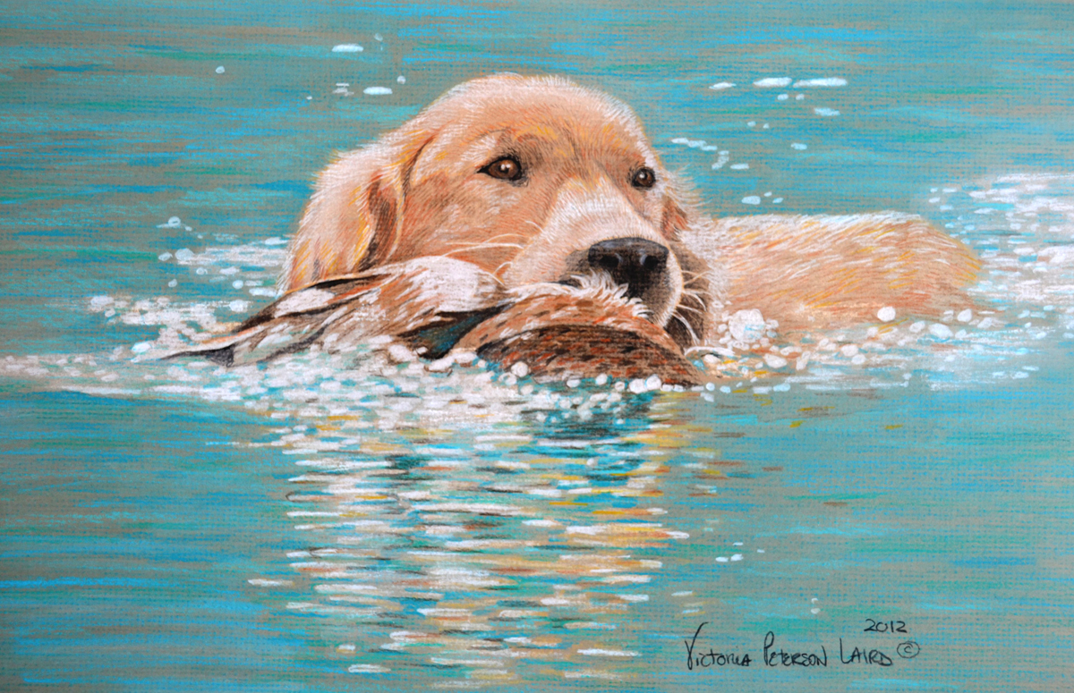 Jake in Water, Golden Retriever