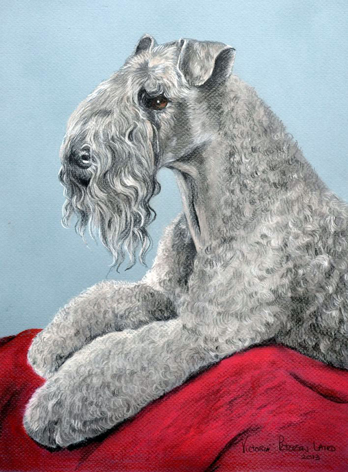 Brogan, Kerry Blue Terrier